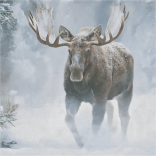 Elchbulle durchquert borealen Schnee Aufkleber