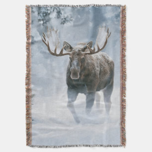 Elchbulle durchquert borealen Schnee Decke