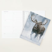 Elchbulle durchquert borealen Schnee Planer (Anzeige)