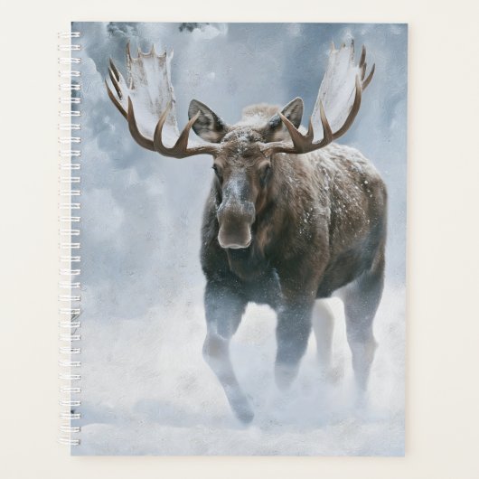 Elchbulle durchquert borealen Schnee Planer (Vorderseite)