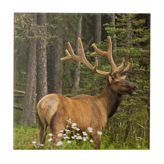 Elchbulle im Samt, Kanada Fliese (Vorderseite)