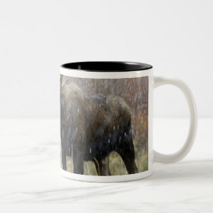 Elchbulle im Schneesturm mit Espen Zweifarbige Tasse