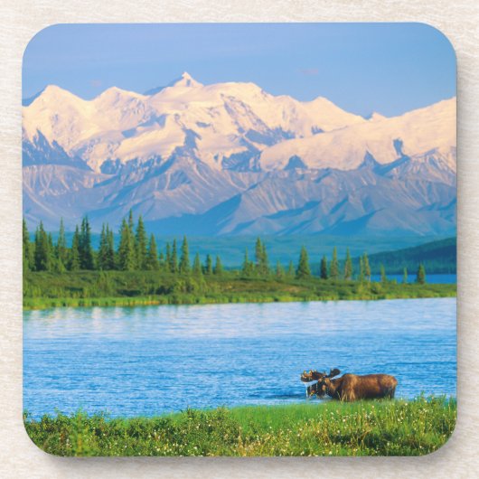 Elchbulle im Wonder Lake Getränkeuntersetzer (Vorderseite)
