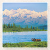Elchbulle im Wonder Lake Glasuntersetzer (Vorderseite)