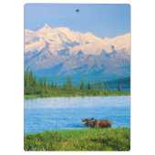 Elchbulle im Wonder Lake Klemmbrett (Rückseite)