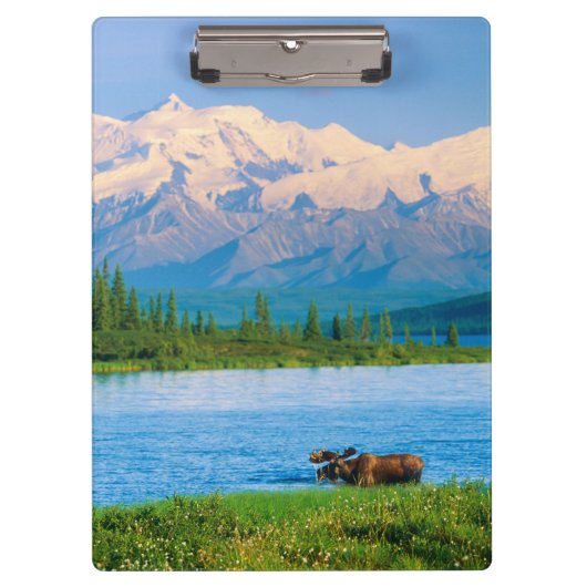 Elchbulle im Wonder Lake Klemmbrett (Vorderseite)