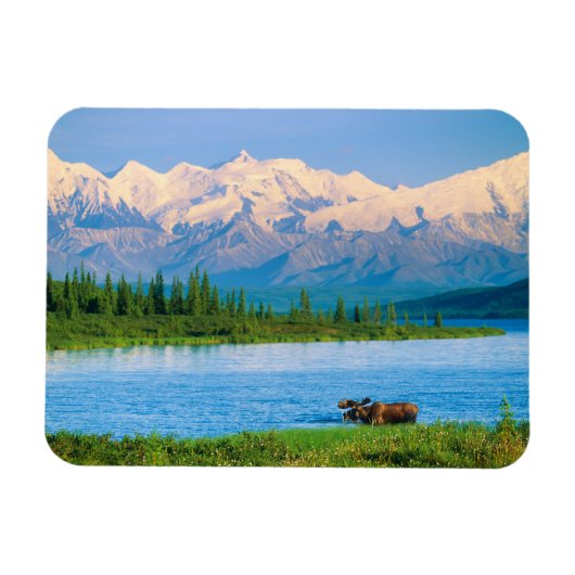 Elchbulle im Wonder Lake Magnet (Horizontal)