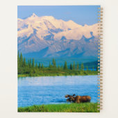 Elchbulle im Wonder Lake Planer (Rückseite)