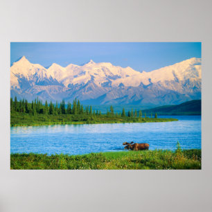 Elchbulle im Wonder Lake Poster