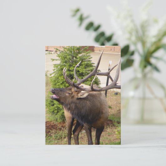 Elchbulle Postkarte (Stehend Vorderseite)