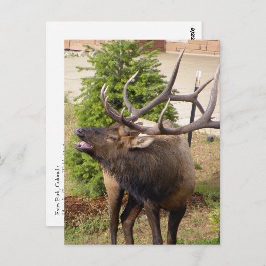 Elchbulle Postkarte (Vorne/Hinten)