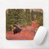 Elchbulle Steht In Roter Zwergbirke Mousepad (Mit Mouse)