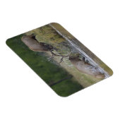 Elchbullen kämpfen, Yellowstone NP, Wyoming Magnet (Rechte Seite)