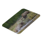 Elchbullen kämpfen, Yellowstone NP, Wyoming Magnet (Linke Seite)
