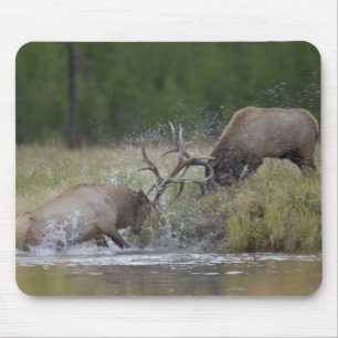 Elchbullen kämpfen, Yellowstone NP, Wyoming Mousepad