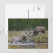 Elchbullen kämpfen, Yellowstone NP, Wyoming Postkarte (Vorne/Hinten)