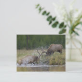 Elchbullen kämpfen, Yellowstone NP, Wyoming Postkarte (Stehend Vorderseite)