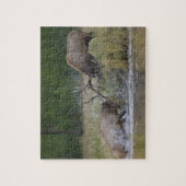 Elchbullen kämpfen, Yellowstone NP, Wyoming Puzzle (Vertikal)