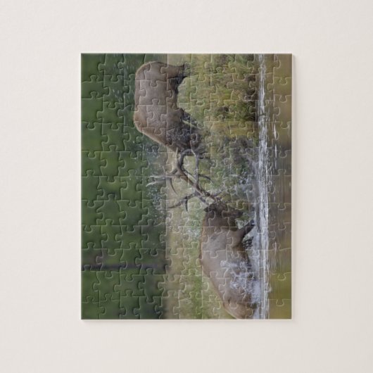 Elchbullen kämpfen, Yellowstone NP, Wyoming Puzzle (Vertikal)