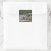 Elchbullen kämpfen, Yellowstone NP, Wyoming Quadratischer Aufkleber (Tasche)