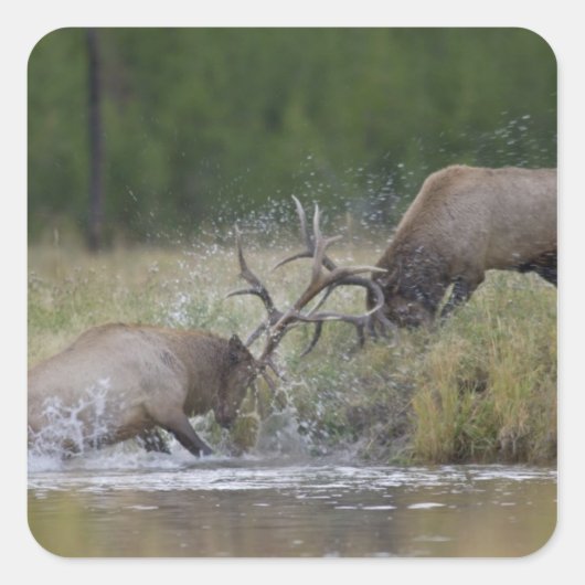 Elchbullen kämpfen, Yellowstone NP, Wyoming Quadratischer Aufkleber (Vorderseite)