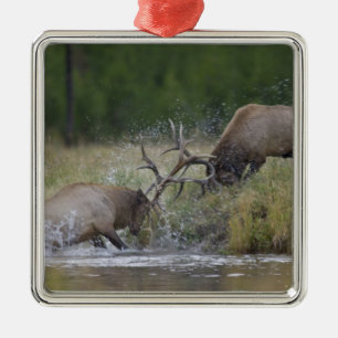 Elchbullen kämpfen, Yellowstone NP, Wyoming Silbernes Ornament