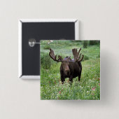 Elche (Alces alces alces) in Wildblumen, Button (Vorne & Hinten)