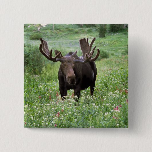Elche (Alces alces alces) in Wildblumen, Button (Vorderseite)