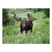 Elche (Alces alces alces) in Wildblumen, Fotodruck (Vorne)