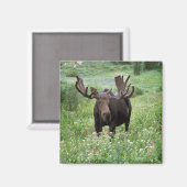 Elche (Alces alces alces) in Wildblumen, Magnet (Vorderseite/Rückseite)