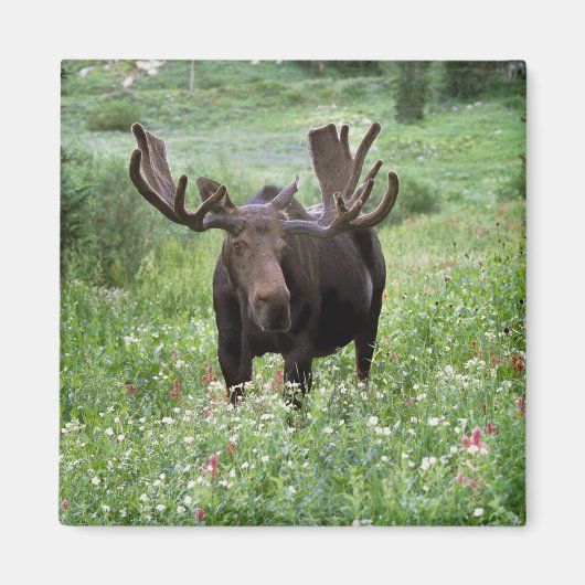 Elche (Alces alces alces) in Wildblumen, Magnet (Vorne)