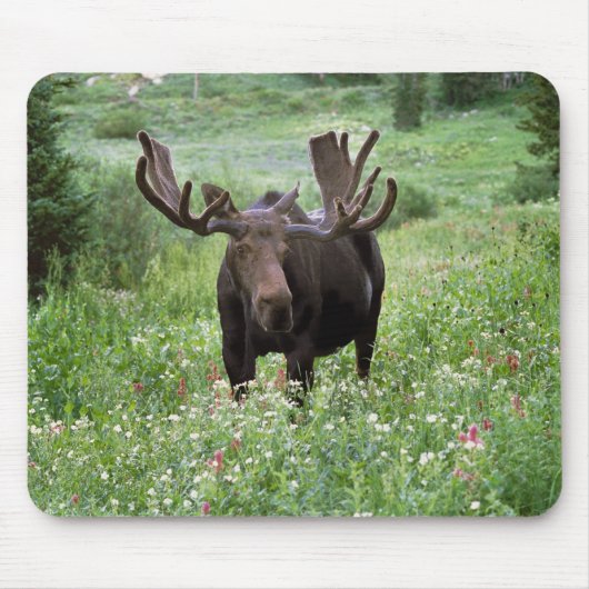 Elche (Alces alces alces) in Wildblumen, Mousepad (Vorne)