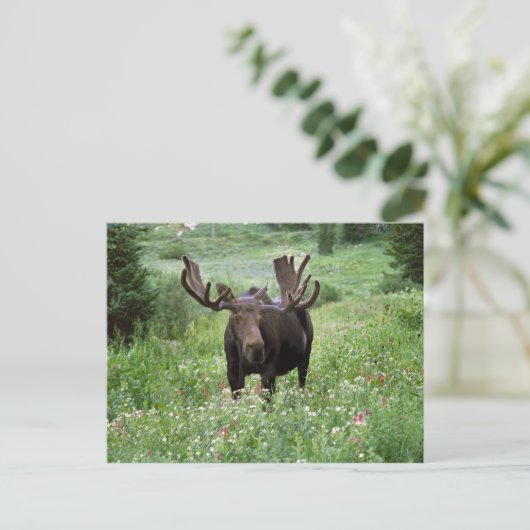 Elche (Alces alces alces) in Wildblumen, Postkarte (Stehend Vorderseite)