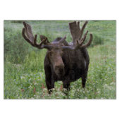 Elche (Alces alces alces) in Wildblumen, Schneidebrett (Vorderseite)