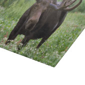 Elche (Alces alces alces) in Wildblumen, Schneidebrett (Ecke)