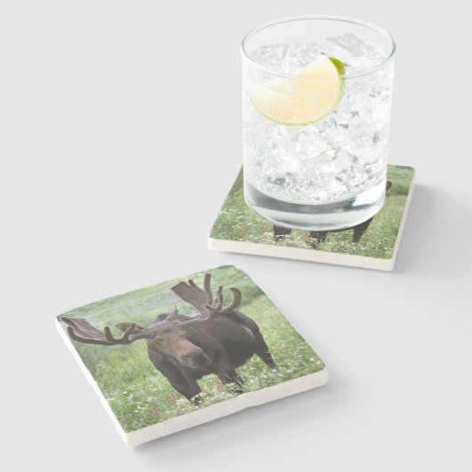 Elche (Alces alces alces) in Wildblumen, Steinuntersetzer (Seitenansicht)