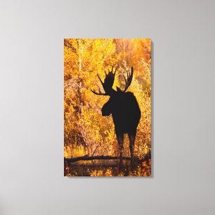 Elche (Alces Alces) Bull in Golden Willows 2 Leinwanddruck