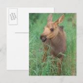Elche, Alces Alces, Jungkalb Postkarte (Vorne/Hinten)