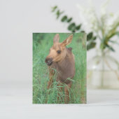 Elche, Alces Alces, Jungkalb Postkarte (Stehend Vorderseite)