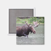 Elche an einer Mission Magnet (Vorderseite/Rückseite)