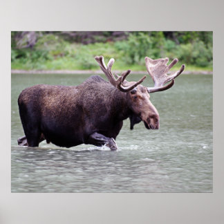 Elche an einer Mission Poster