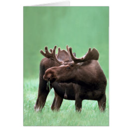 Elche an Yellowstone Nationalpark