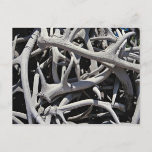 Elche Antlers, Central Square, Jackson, Wyoming, U Postkarte