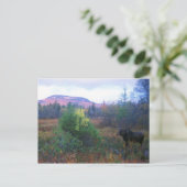 Elche auf dem Kancamagus Highway Postkarte (Stehend Vorderseite)
