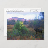 Elche auf dem Kancamagus Highway Postkarte (Vorne/Hinten)