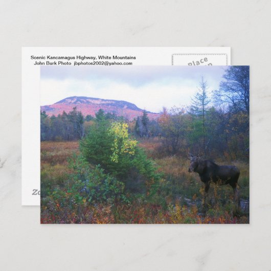 Elche auf dem Kancamagus Highway Postkarte (Vorne/Hinten)