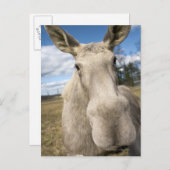 Elche auf einem Feld, Schweden. Postkarte (Vorne/Hinten)