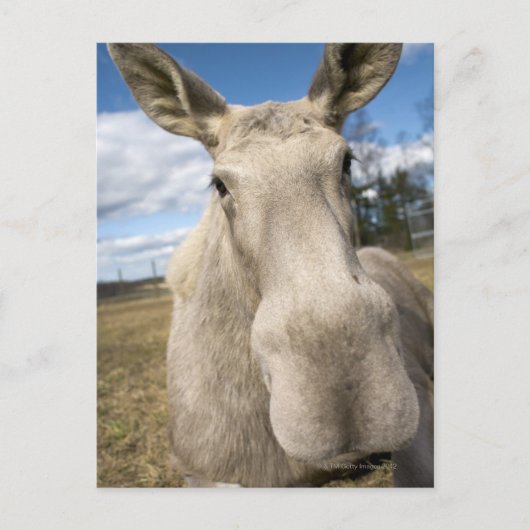 Elche auf einem Feld, Schweden. Postkarte (Vorderseite)