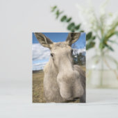 Elche auf einem Feld, Schweden. Postkarte (Stehend Vorderseite)