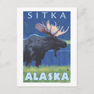 Elche bei Nacht - Sitka, Alaska Postkarte
